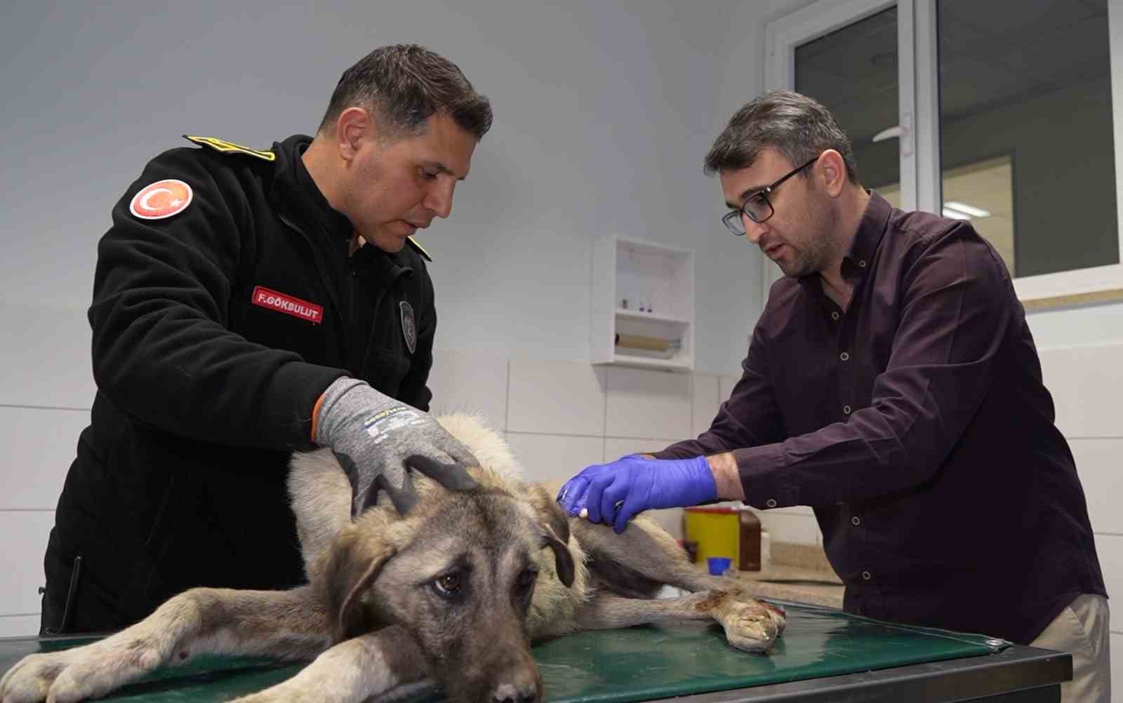 Sirenler bu kez yaralı köpek için çaldı
