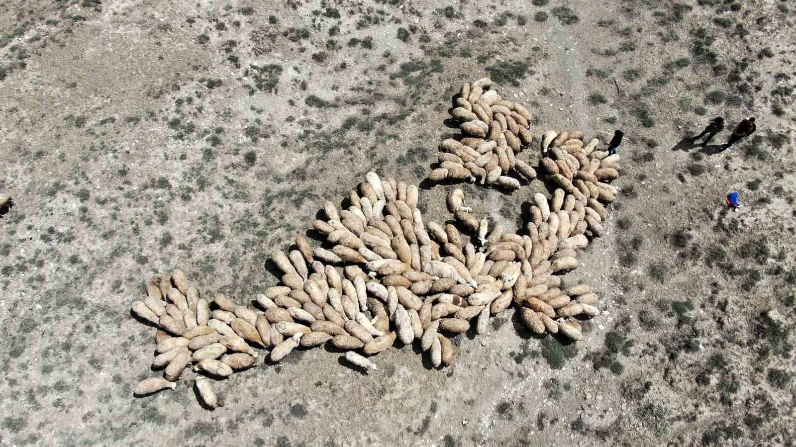 Havalar ısındı, koyunlar meraya çıkmaya başladı