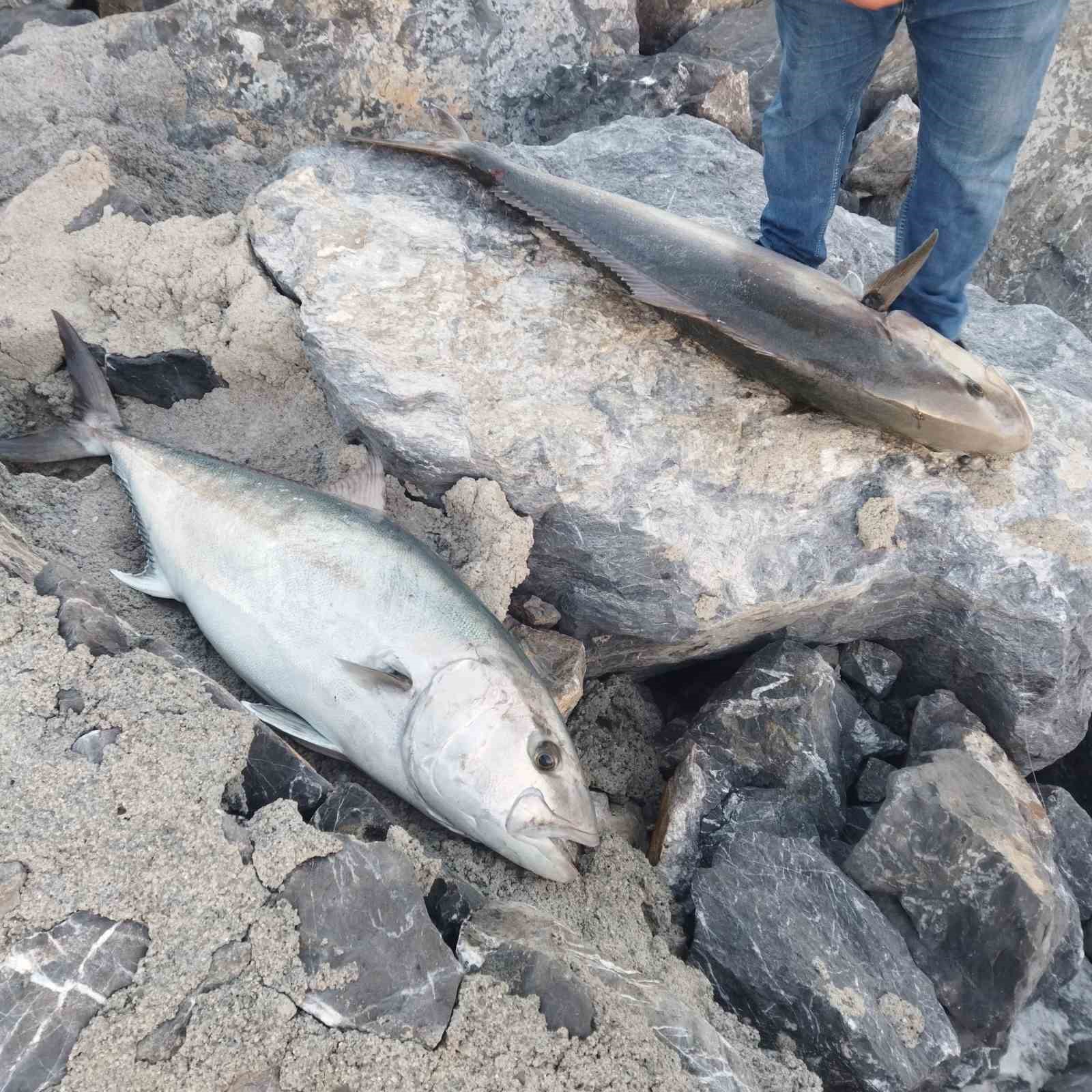 65 kiloluk 2 balık yakalayan amatör balıkçı, 2 akyayı 18 bin TL’ye sattı