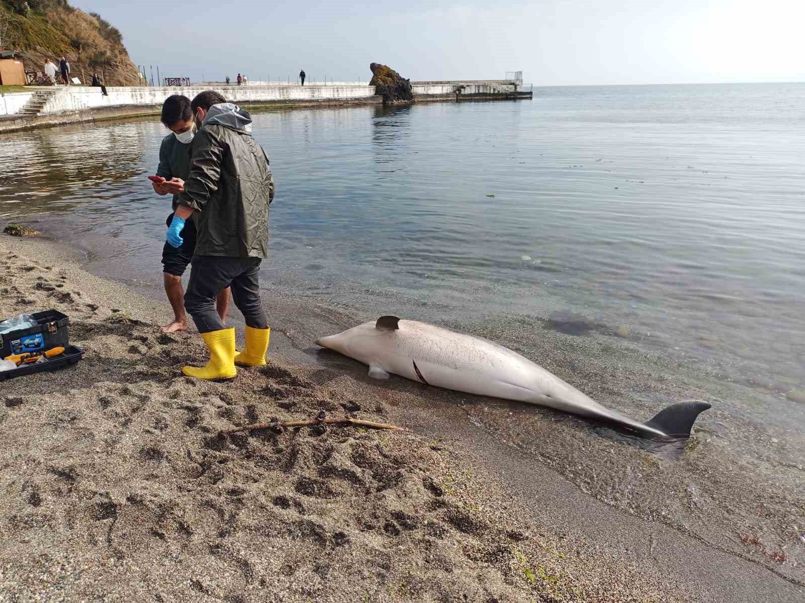 Sinop’ta ölü yunus karaya vurdu