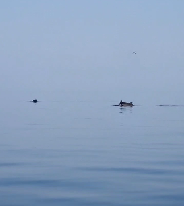 Yalova Esenköy açıklarındaki yunuslar görsel şölen sundu