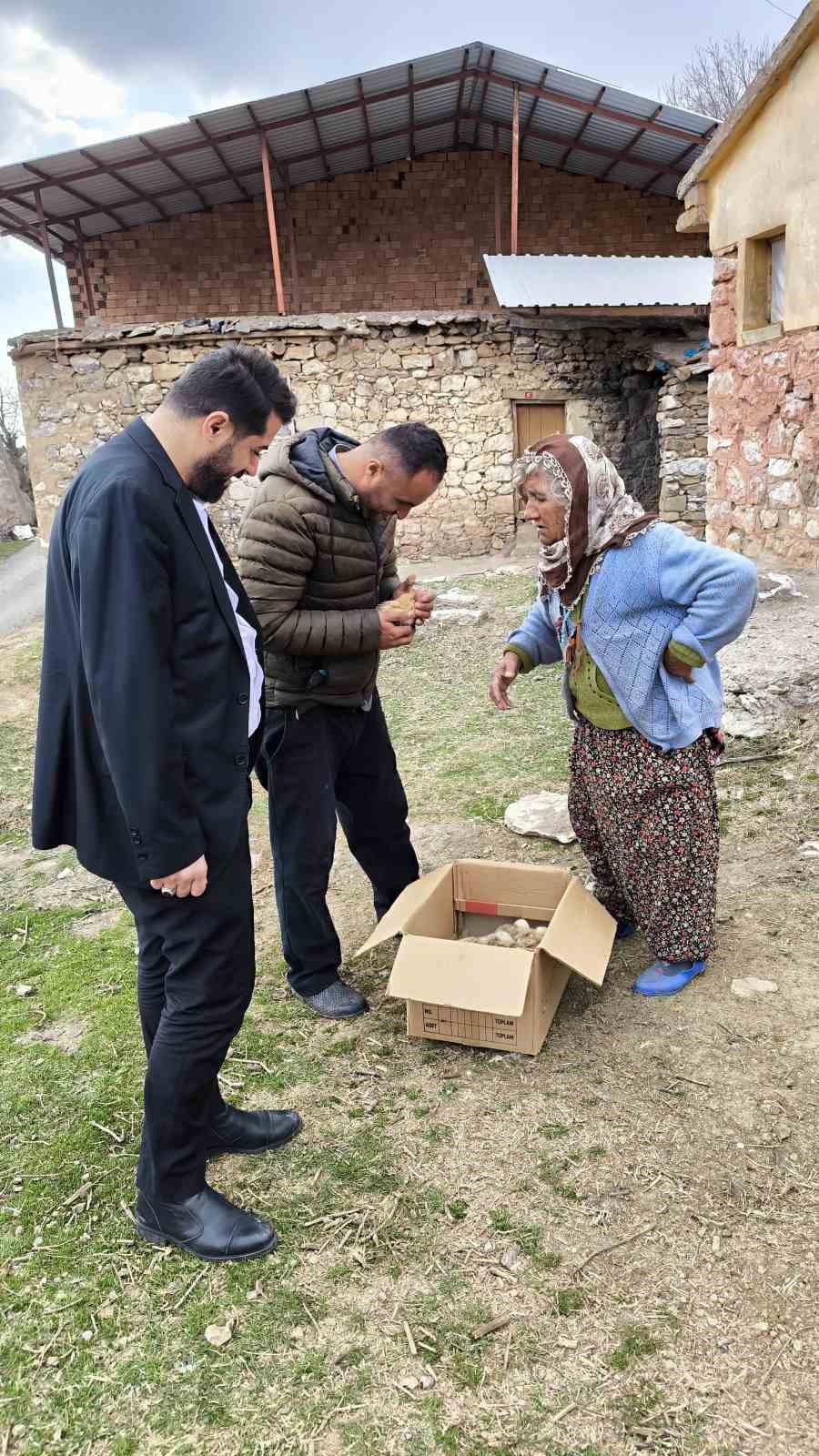 Tilki n&ouml;beti tutan Tayyibe nineye civciv hediye edildi
