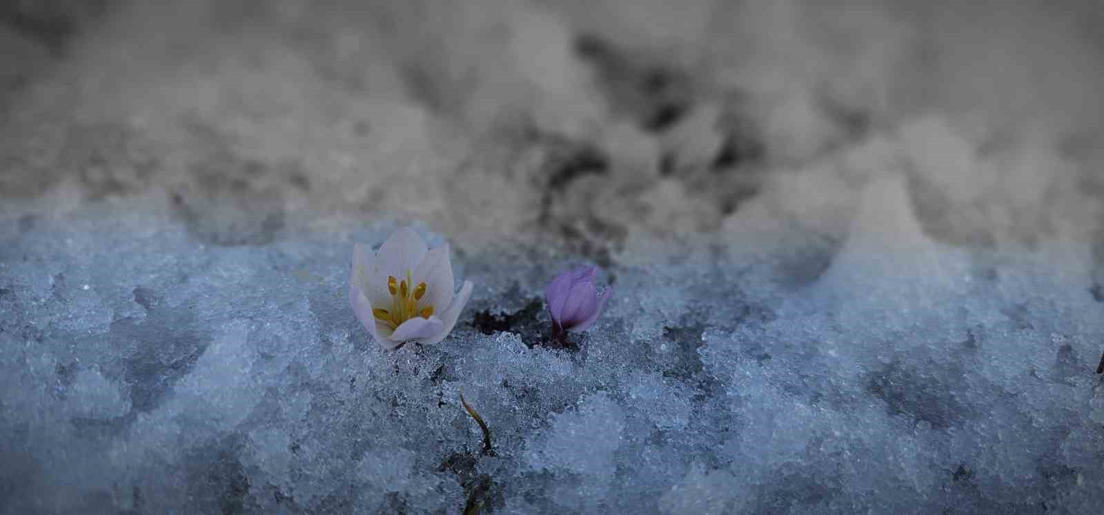 Tatvan’da baharın müjdecisi çiğdemler açtı
