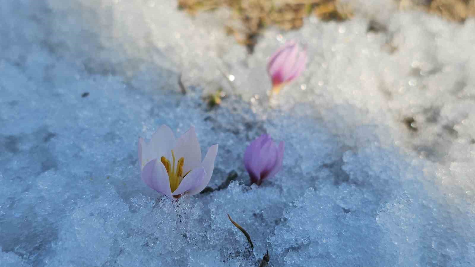Tatvan&rsquo;da baharın m&uuml;jdecisi &ccedil;iğdemler a&ccedil;tı
