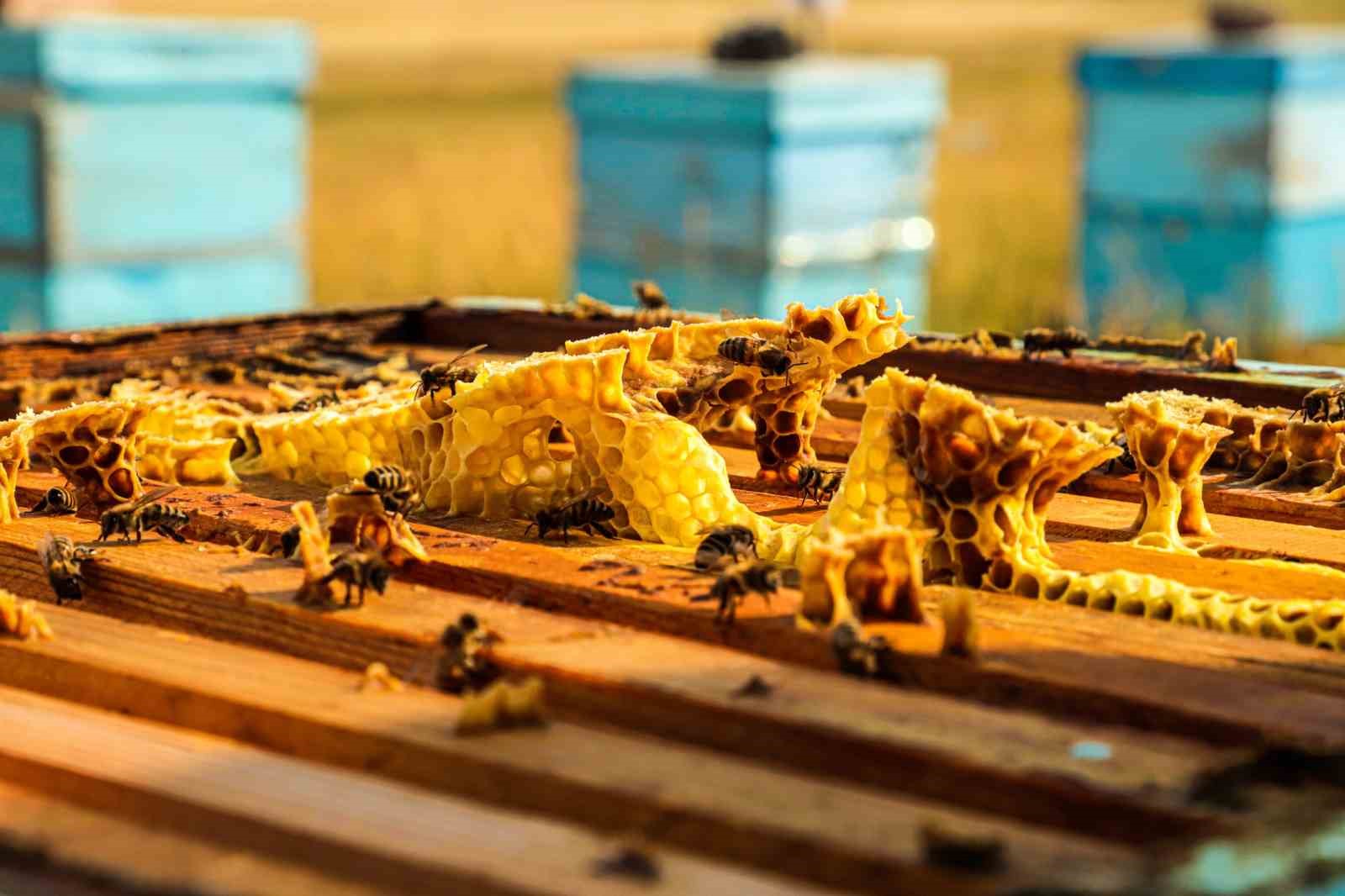 Refahiye’de kurulan atölyede yılda 2 milyon arı kovanı çıtası üretilecek