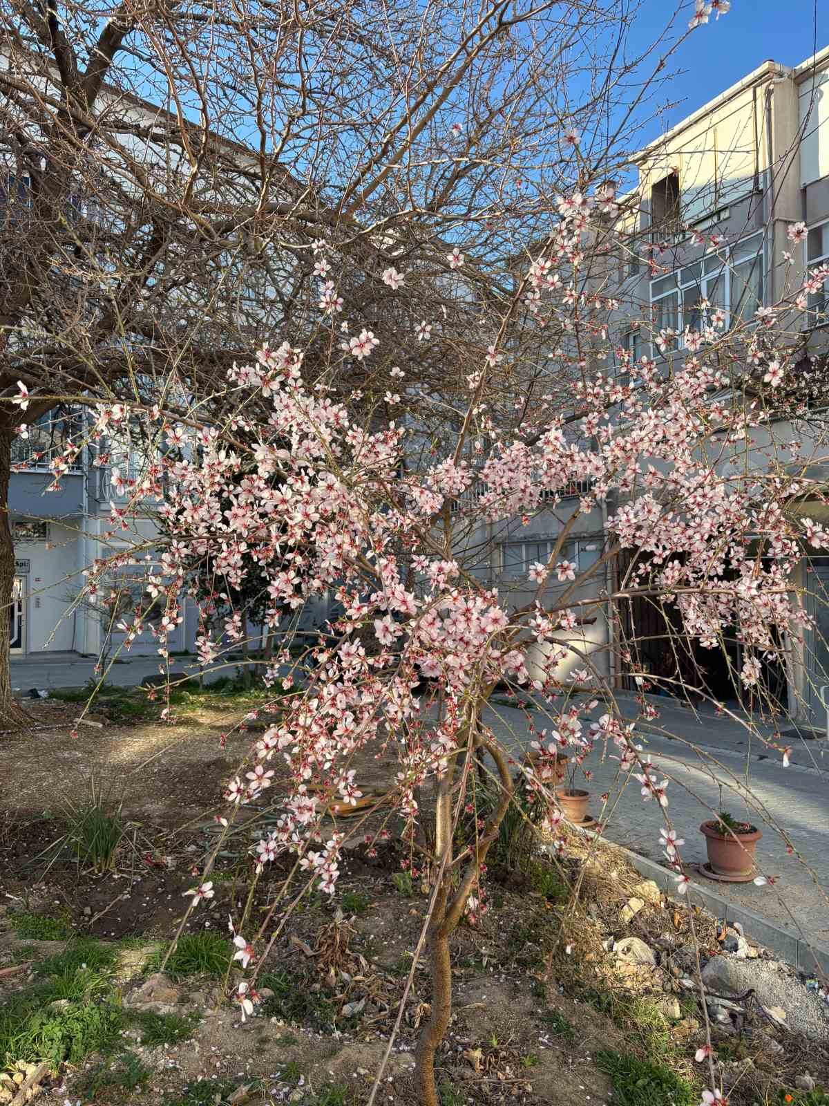 G&uuml;neşe aldanan badem ağa&ccedil;ları &ccedil;i&ccedil;ek a&ccedil;tı
