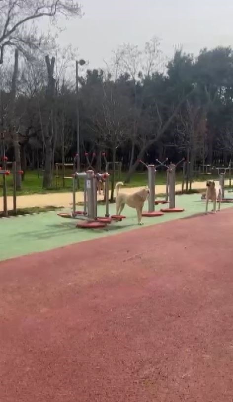 Florya Atat&uuml;rk Ormanı&rsquo;nda başı boş k&ouml;pekler vatandaşları tedirgin ediyor
