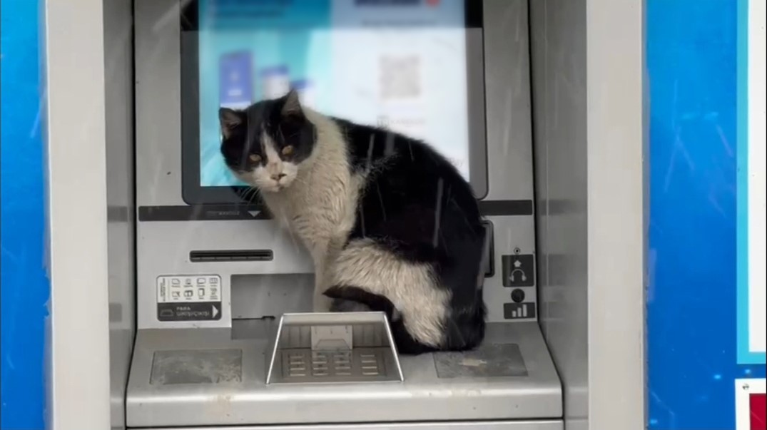 Karlı havada &uuml;ş&uuml;yen kedi, para &ccedil;ekme kabinine sığındı
