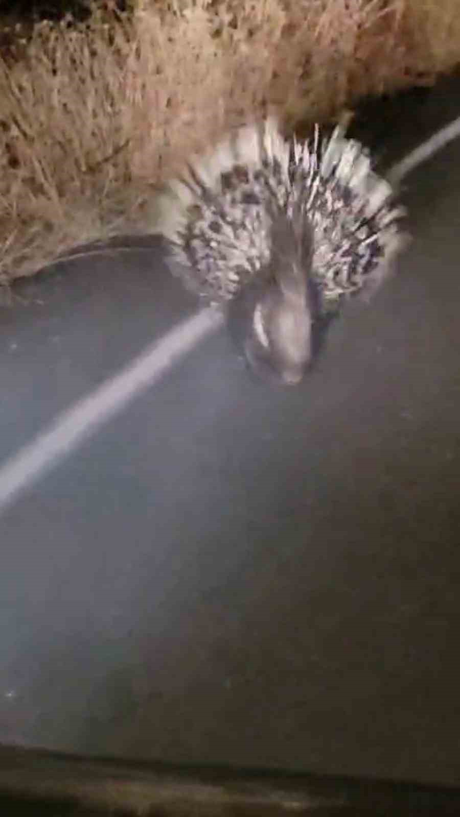 Arabaya yol vermeyen oklu kirpi renkli g&ouml;r&uuml;nt&uuml;ler oluşturdu
