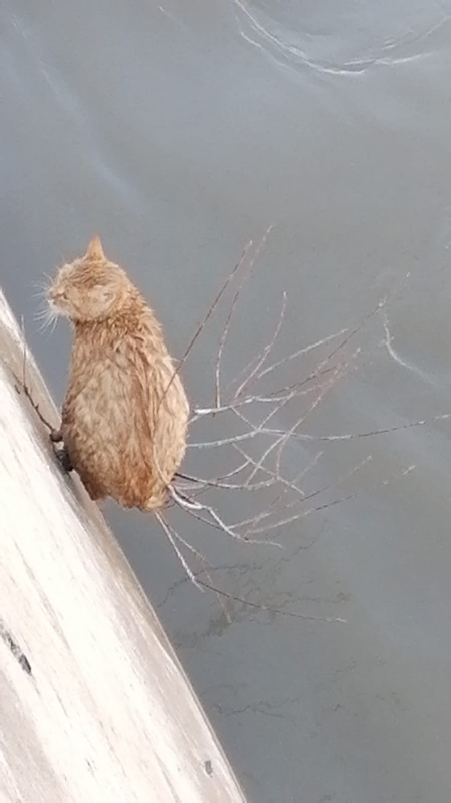 Gümüşhane’de Harşit Çayı’na düşen kediler itfaiyeyi seferber etti