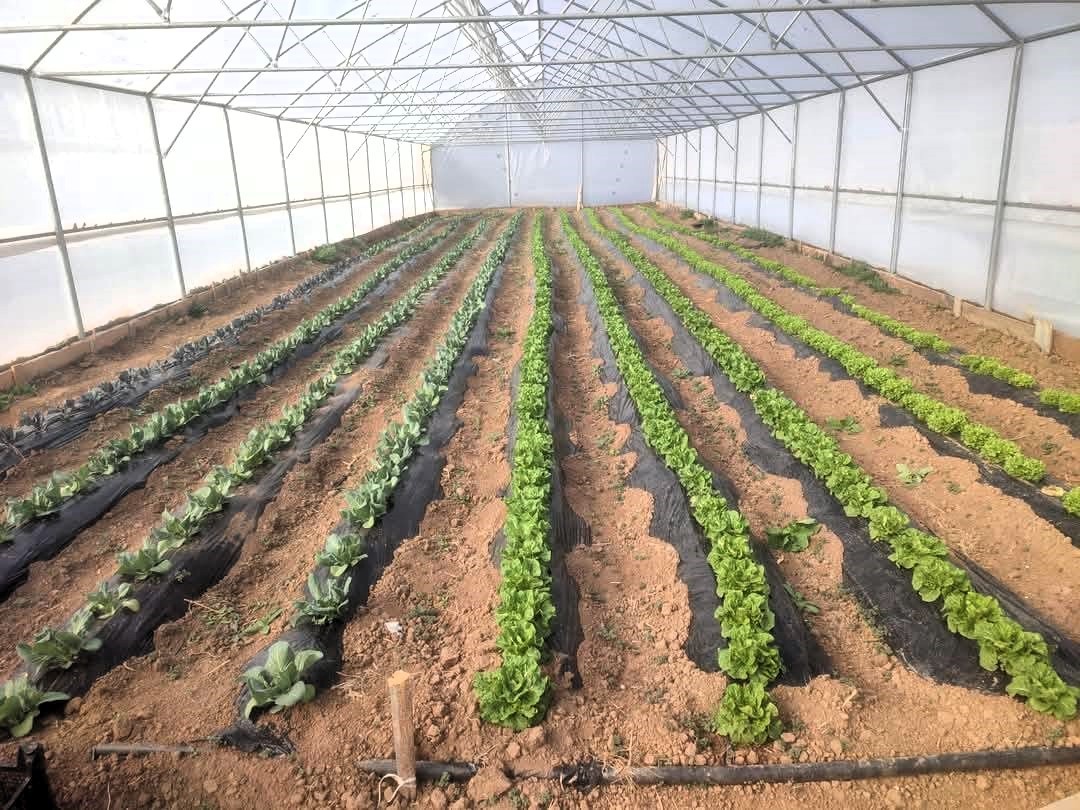 Giresun&rsquo;da seracılık projesi ilk meyvelerini verdi
