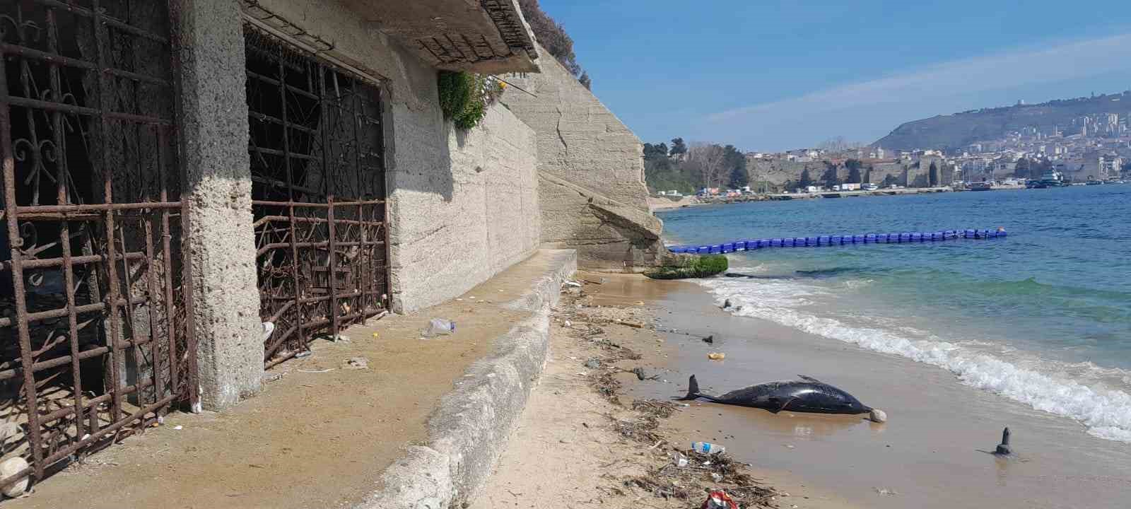 Sinop&rsquo;ta bir g&uuml;n arayla 2. &ouml;l&uuml; yunus karaya vurdu
