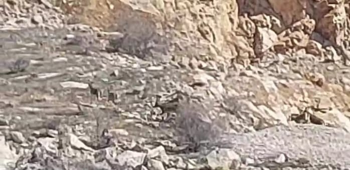Malatya&rsquo;da onlarca yaban ke&ccedil;isi s&uuml;r&uuml; halinde g&ouml;r&uuml;nt&uuml;lendi
