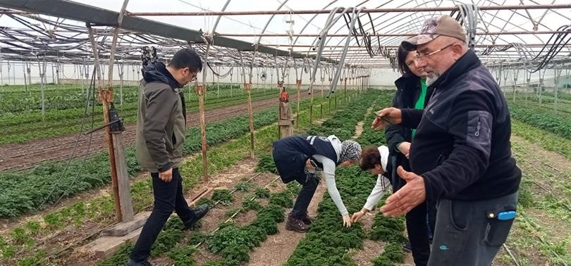 Pyrrolizidine Alkoloid İçeren Yabancı Otlarla Mücadele Çalışmalarına Başlandı