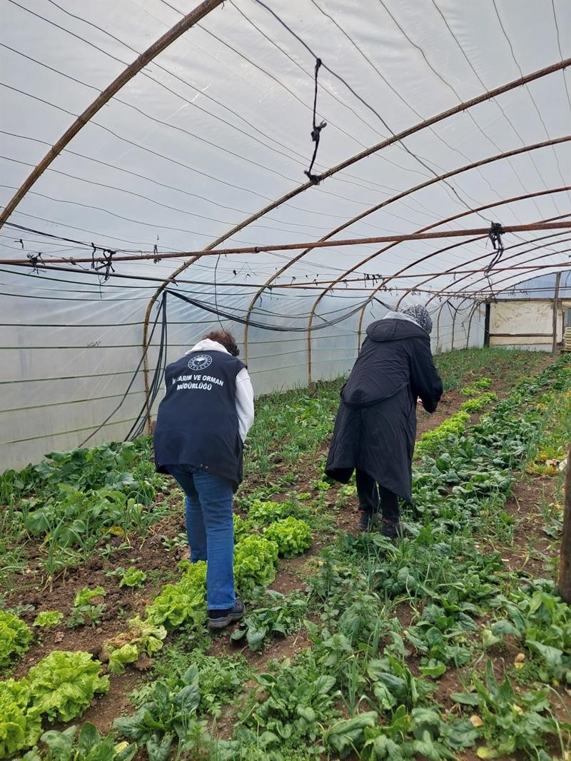 Pyrrolizidine Alkoloid İ&ccedil;eren Yabancı Otlarla M&uuml;cadele &Ccedil;alışmalarına Başlandı
