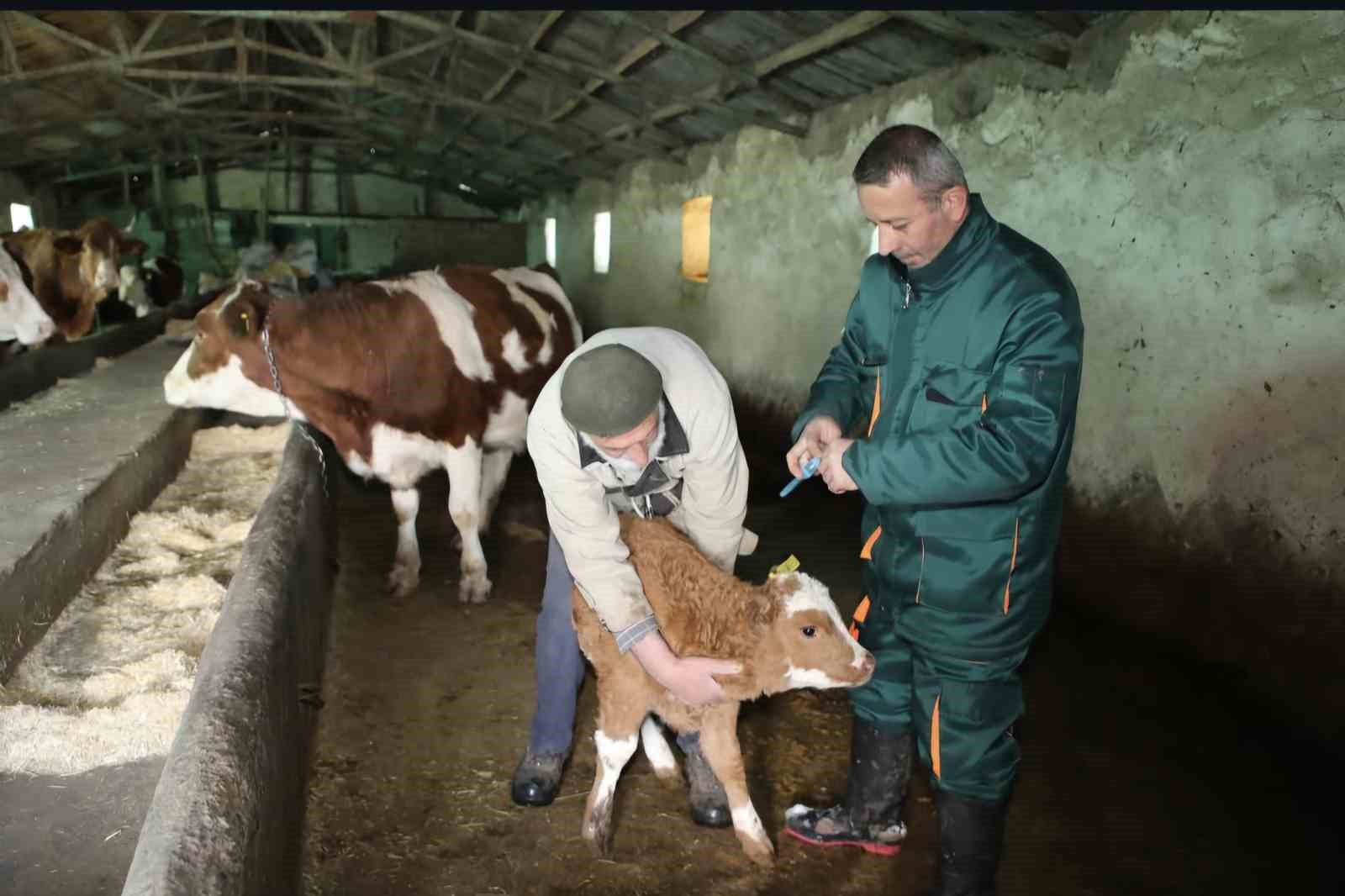 Elazığ’da şap hastalığı sona erdi