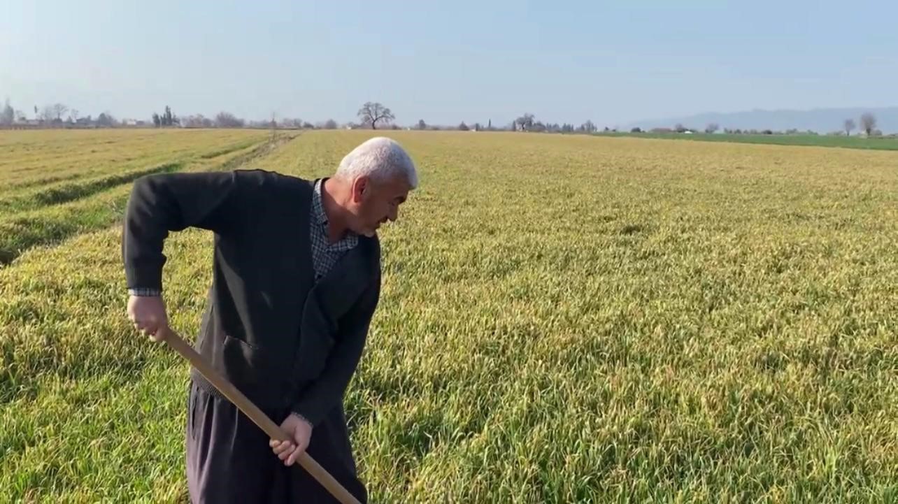 Çiftçiler yağmur yağmadığı için tarlalarını sulamaya başladı