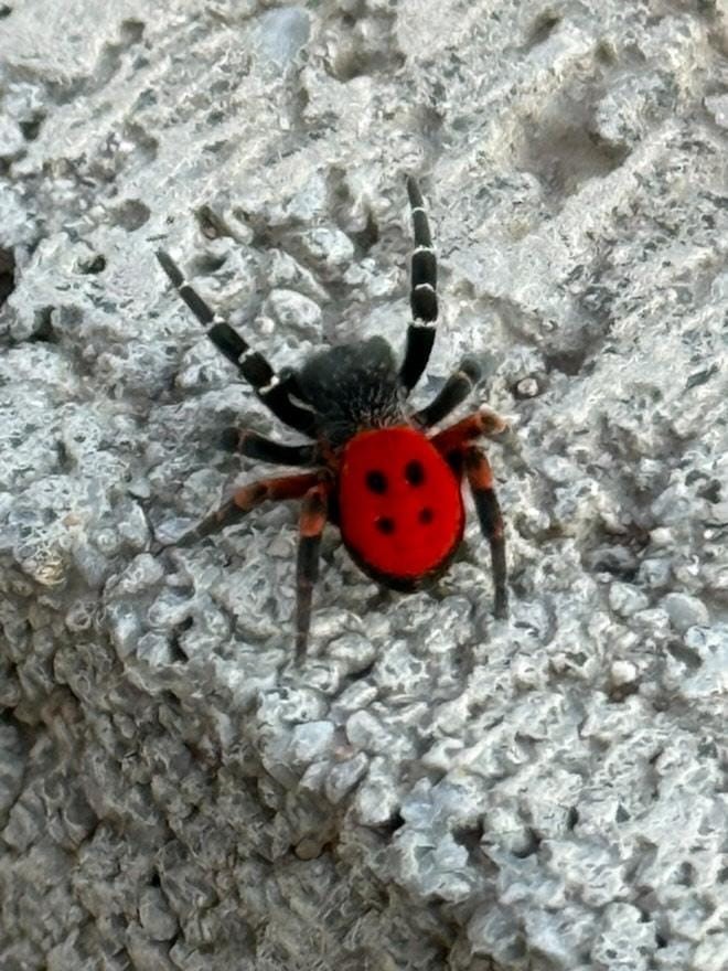 Elazığ’da zehirli ’Uğur Böceği Örümceği’ görüldü