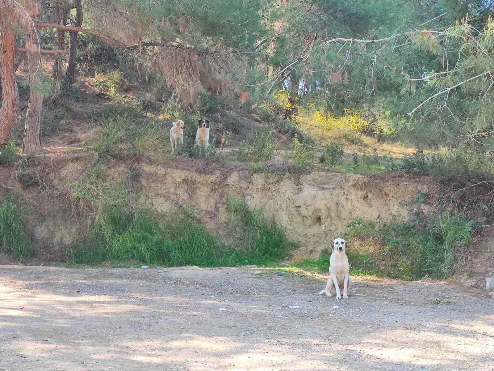 K&ouml;pekler başıboş gezmeye devam ediyor
