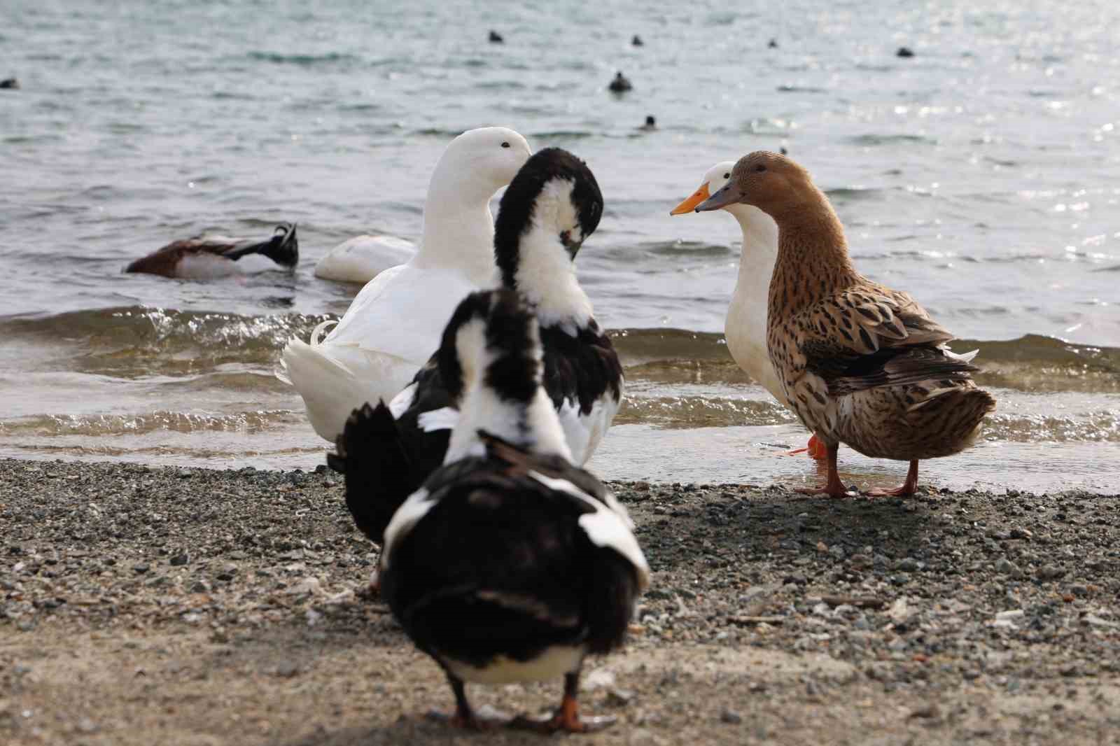Keban Baraj Gölü zengin fauna çeşitliliği ile dikkat çekiyor
