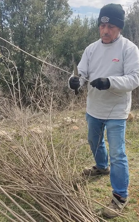 Hayıt dalları sepete d&ouml;n&uuml;ş&uuml;yor
