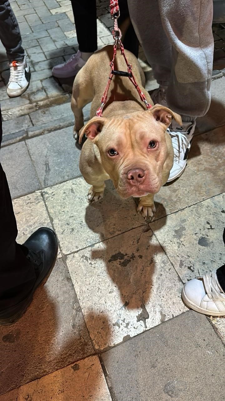 Gümüşhane’de yasaklı ırk köpek gezdiren şahsa 76 bin TL ceza
