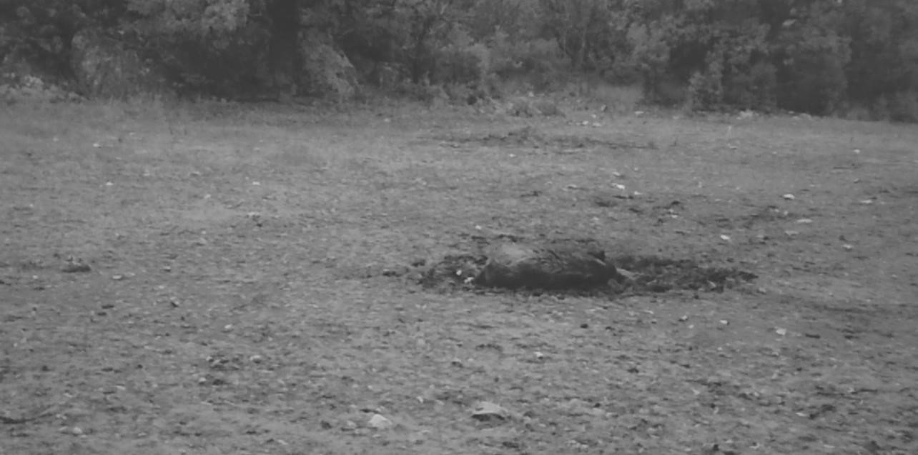 Yaban domuzunun &ccedil;amur banyosu keyfi kamerada
