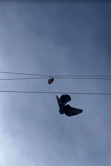 Elektrik tellerine takılan güvercin için seferber oldular
