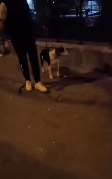 Kediye tekme atan vicdansız g&ouml;zaltına alındı
