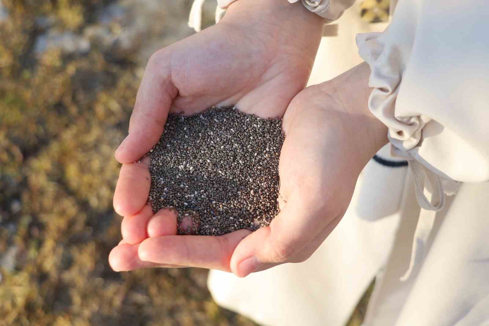 Uzmanı açıkladı: "Sahurda chia tohumu tüketin susuz ve aç kalmayın"