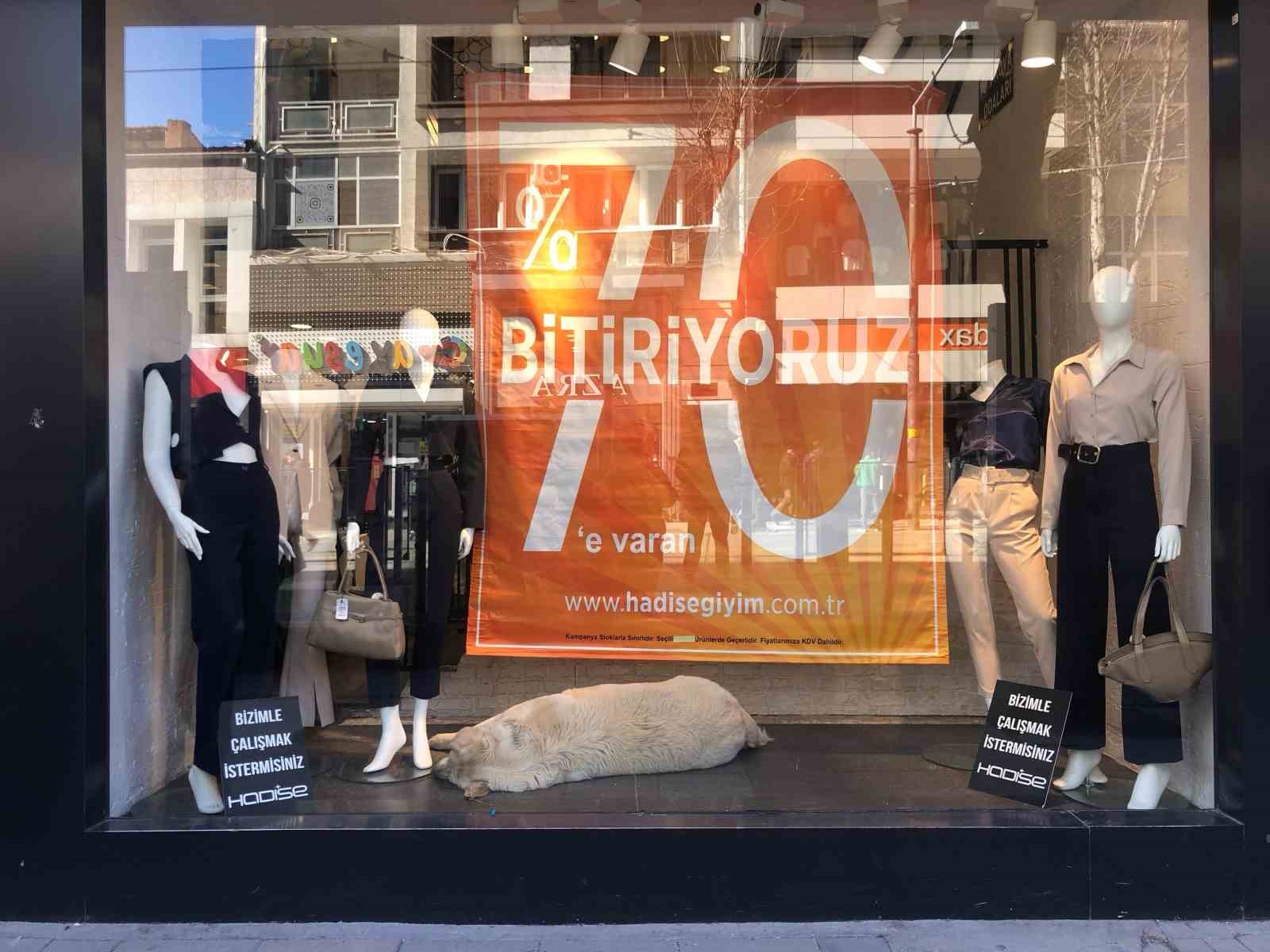 Sıcaktan bunalan k&ouml;pek &ccedil;&ouml;z&uuml;m&uuml; mağaza vitrininde buldu
