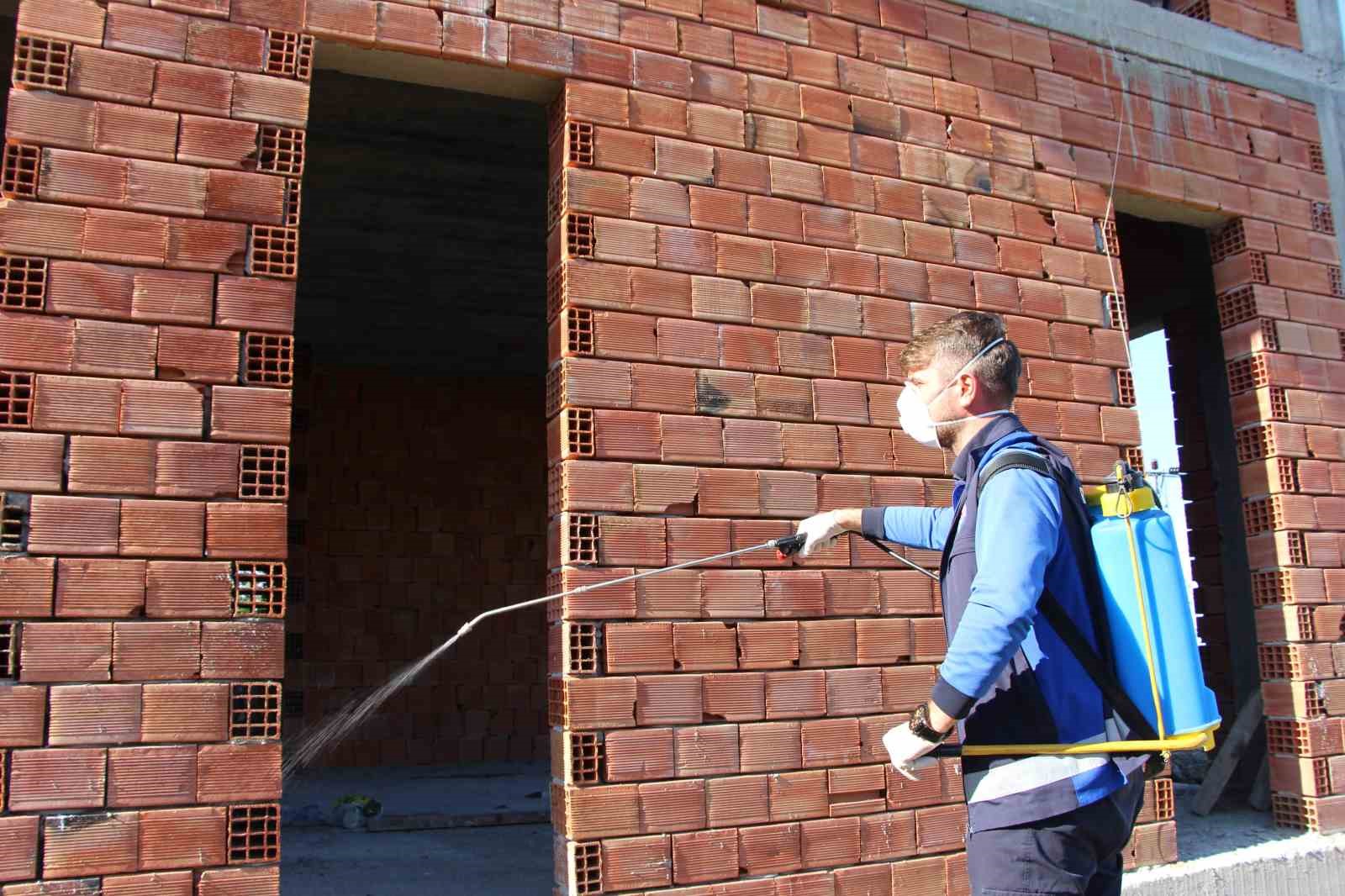 Hava sıcaklıkların artması ile Kahverengi kokarcalar yeniden kendini göstermeye başladı
