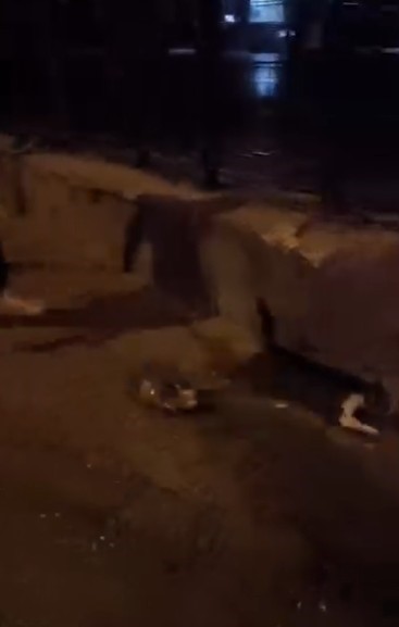 Kediye tekme atan 24 yaşındaki vicdansız tutuklanarak cezaevine g&ouml;nderildi
