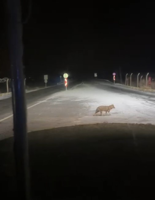 A&ccedil; kalan kurt şehir merkezine kadar indi
