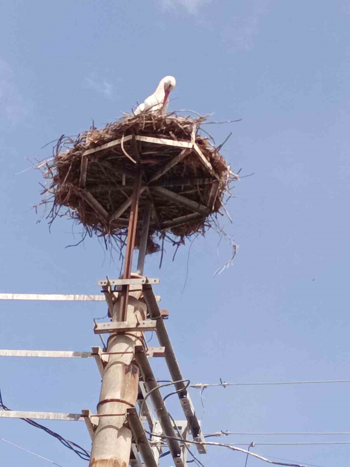 Baharın müjdecisi leylekler Kepsut’ta geldi