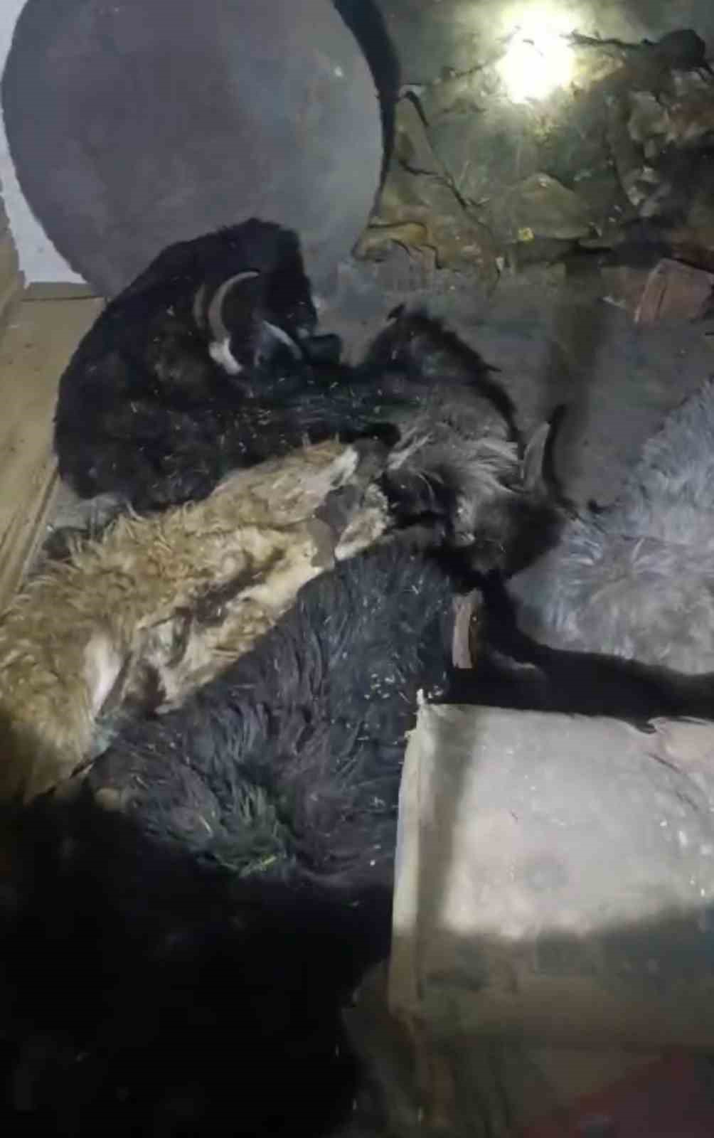 25 ke&ccedil;iyi yakarak telef etti: K&uuml;&ccedil;&uuml;kbaş hayvana eziyet eden şahıs g&ouml;zaltında
