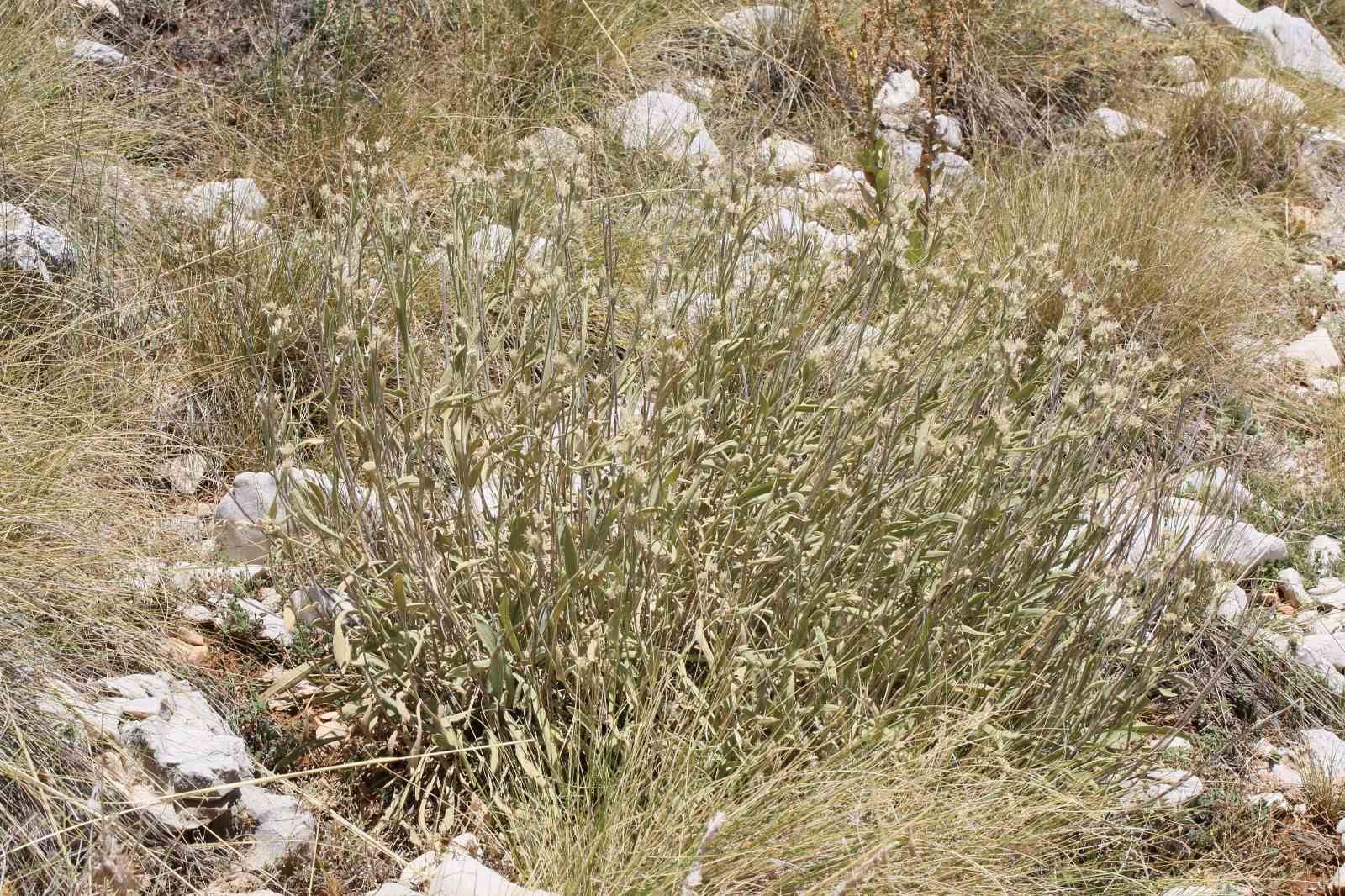 Antalya’da dünya literatürüne yeni bir bitki kazandırıldı