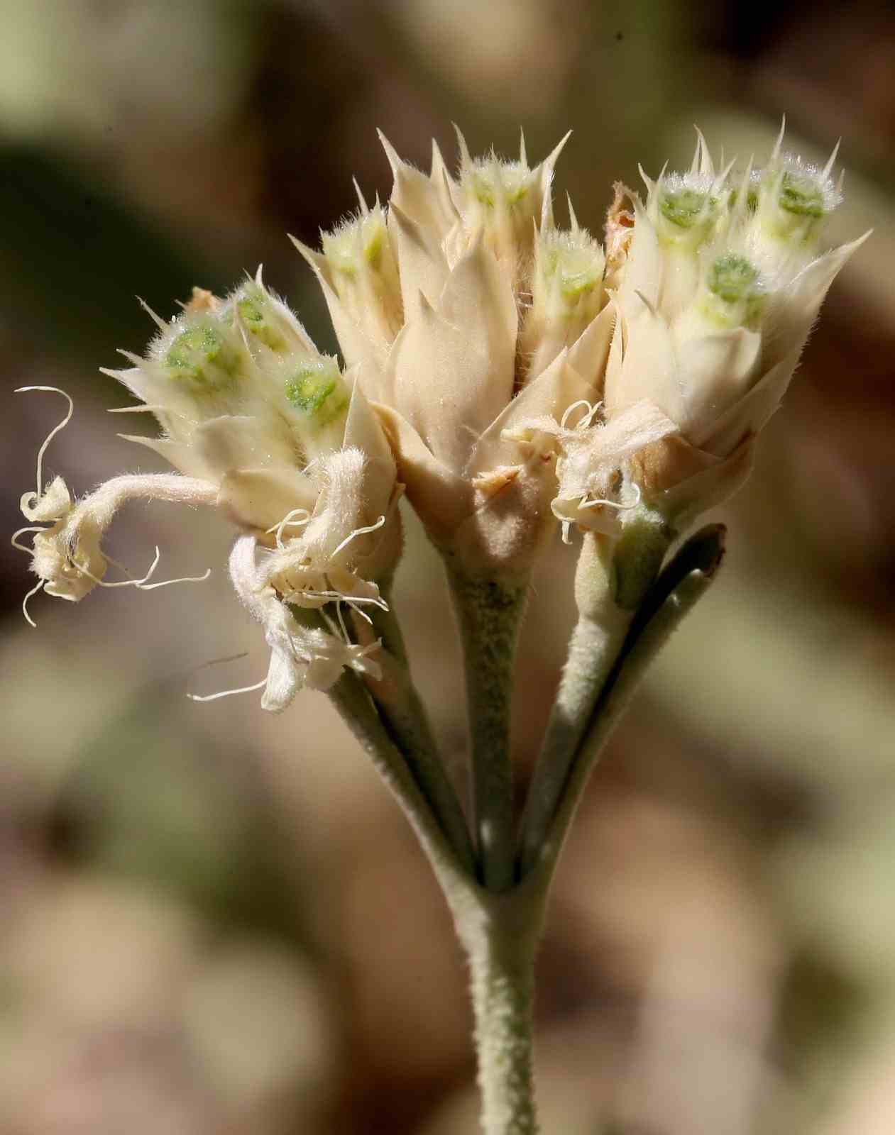 Antalya&rsquo;da d&uuml;nya literat&uuml;r&uuml;ne yeni bir bitki kazandırıldı
