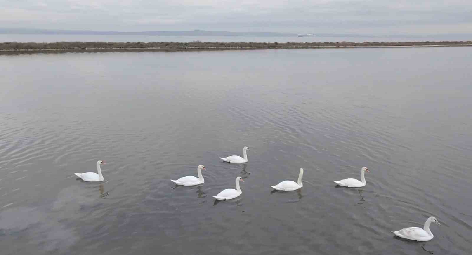 &Ccedil;anakkale&rsquo;ye gelen kuğular g&ouml;r&uuml;nt&uuml;lendi
