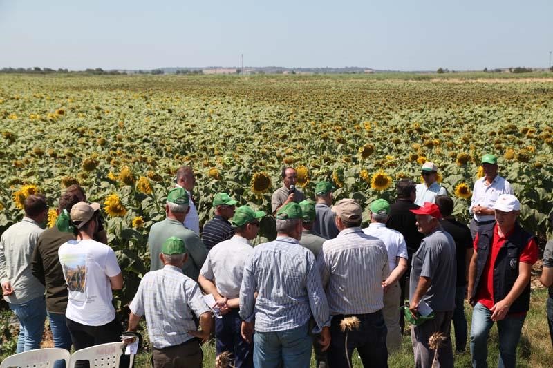Çanakkale’de üreticilere yerli ve milli ayçiçeği tohumu dağıtılacak
