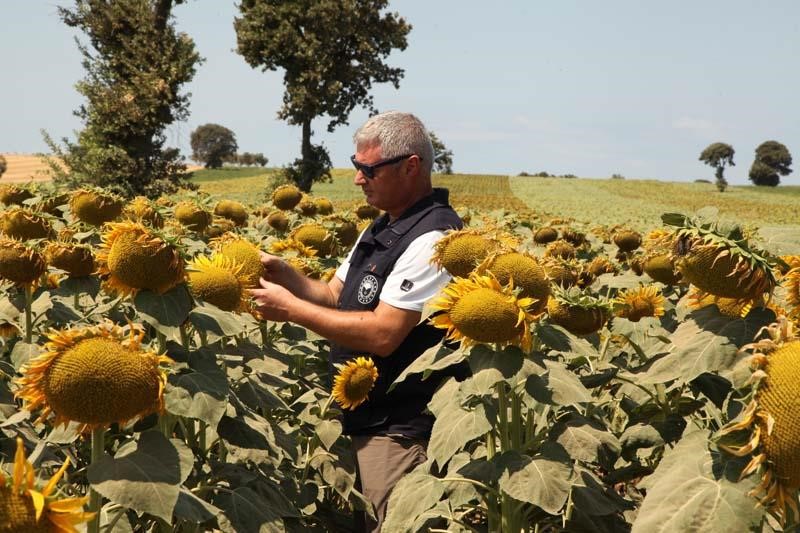 &Ccedil;anakkale&rsquo;de &uuml;reticilere yerli ve milli ay&ccedil;i&ccedil;eği tohumu dağıtılacak
