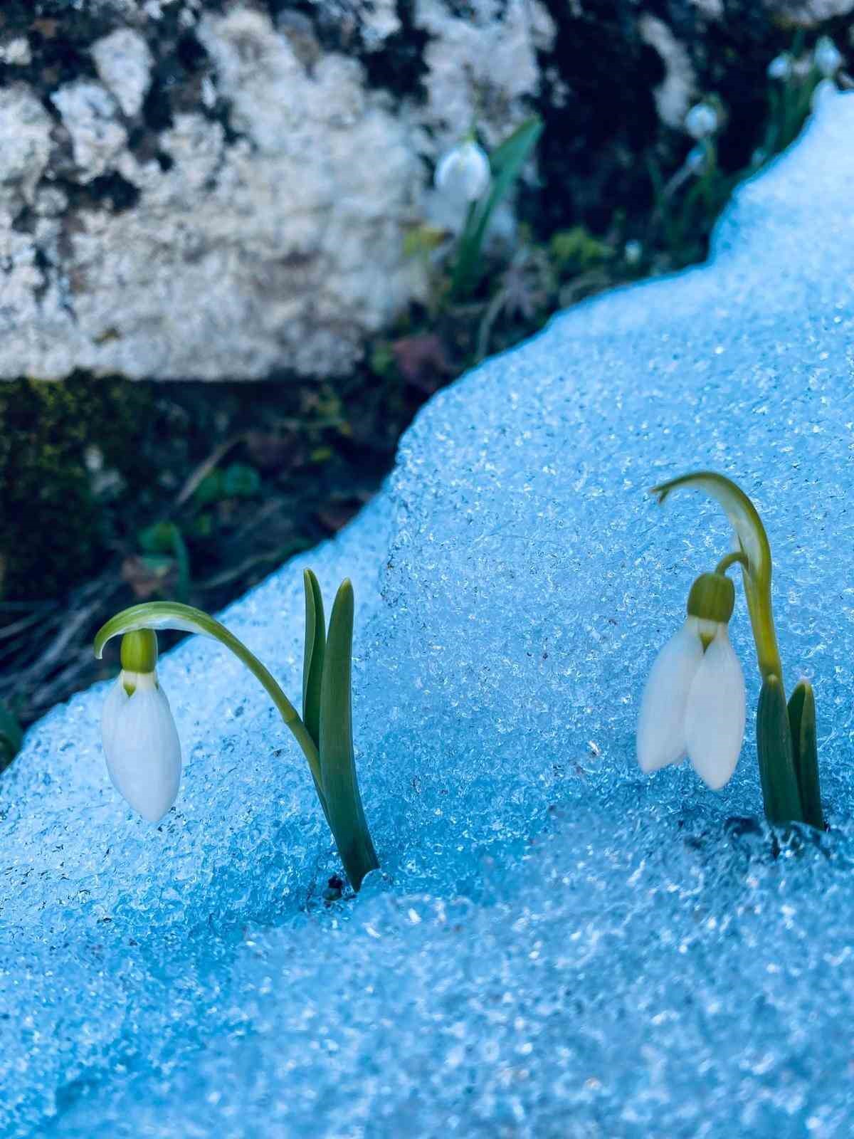 Niğde&rsquo;nin y&uuml;ksek kesimlerinde &rsquo;baharın m&uuml;jdecisi&rsquo; kardelenler &ccedil;i&ccedil;ek a&ccedil;tı
