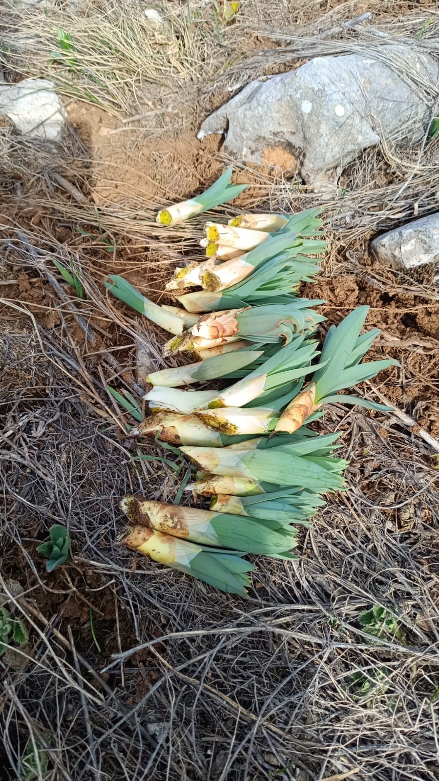 Kahramanmaraş&rsquo;ta &ccedil;iriş otu sezonu başladı
