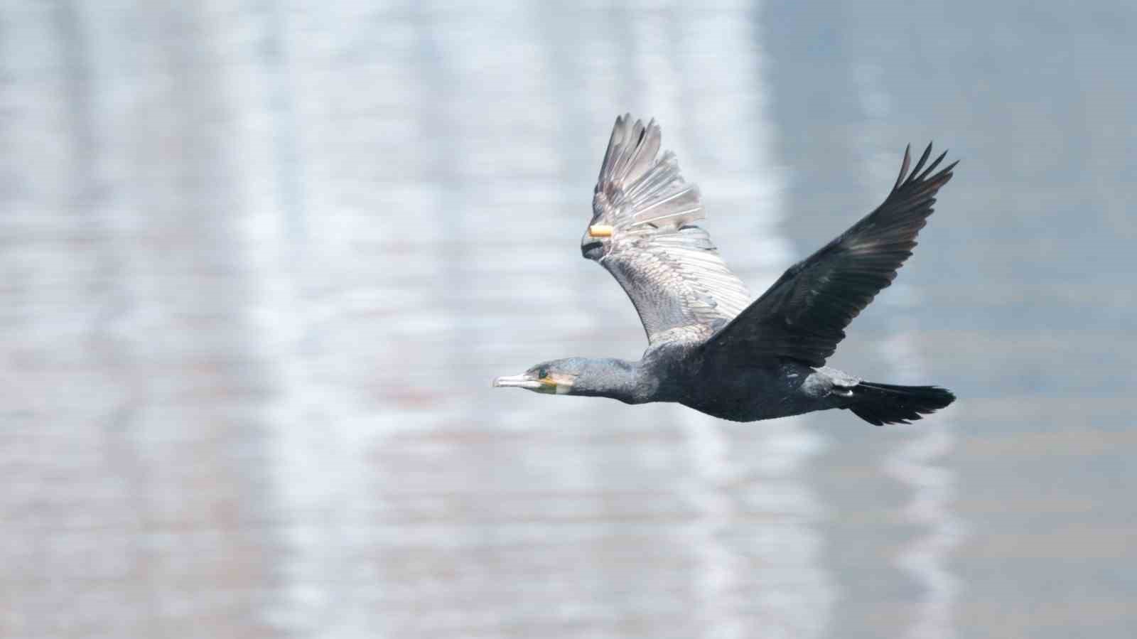 Zonguldak&rsquo;ta "Doğanın Kanatlı Harikalarını Keşfet" etkinliği d&uuml;zenlendi
