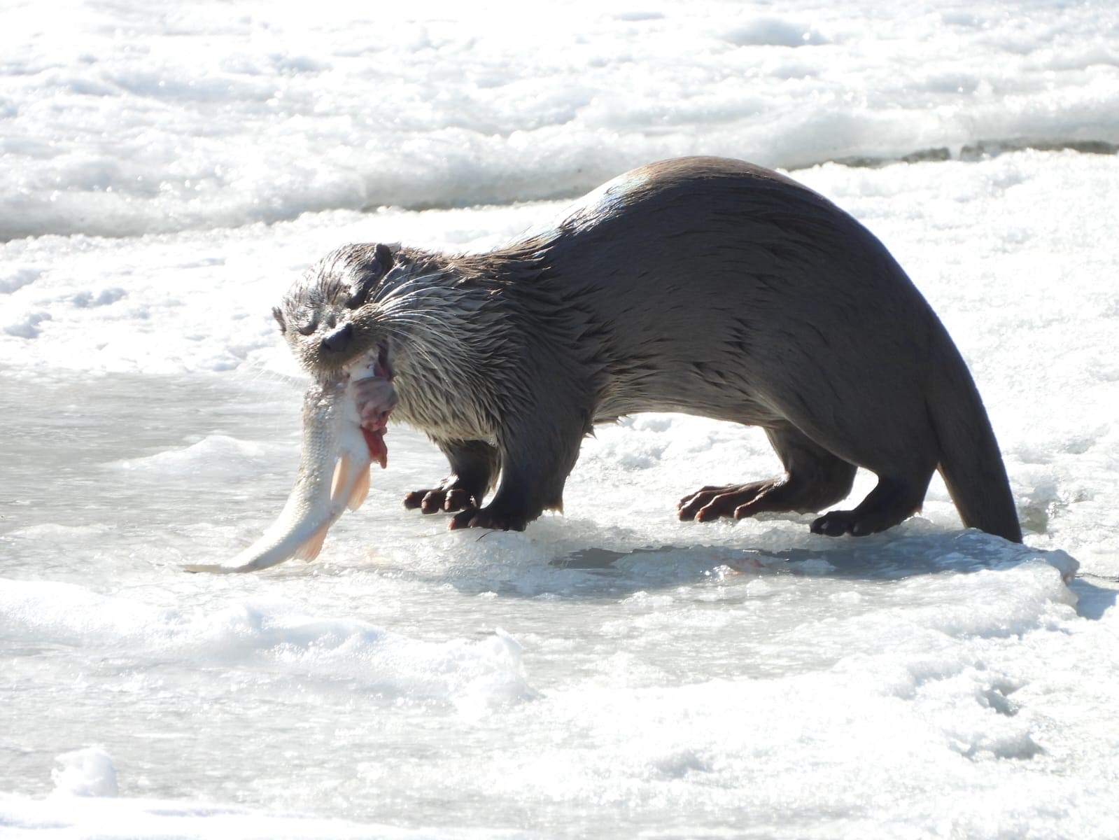 Su Samuru Çoruh’ta avlanırken görüntülendi