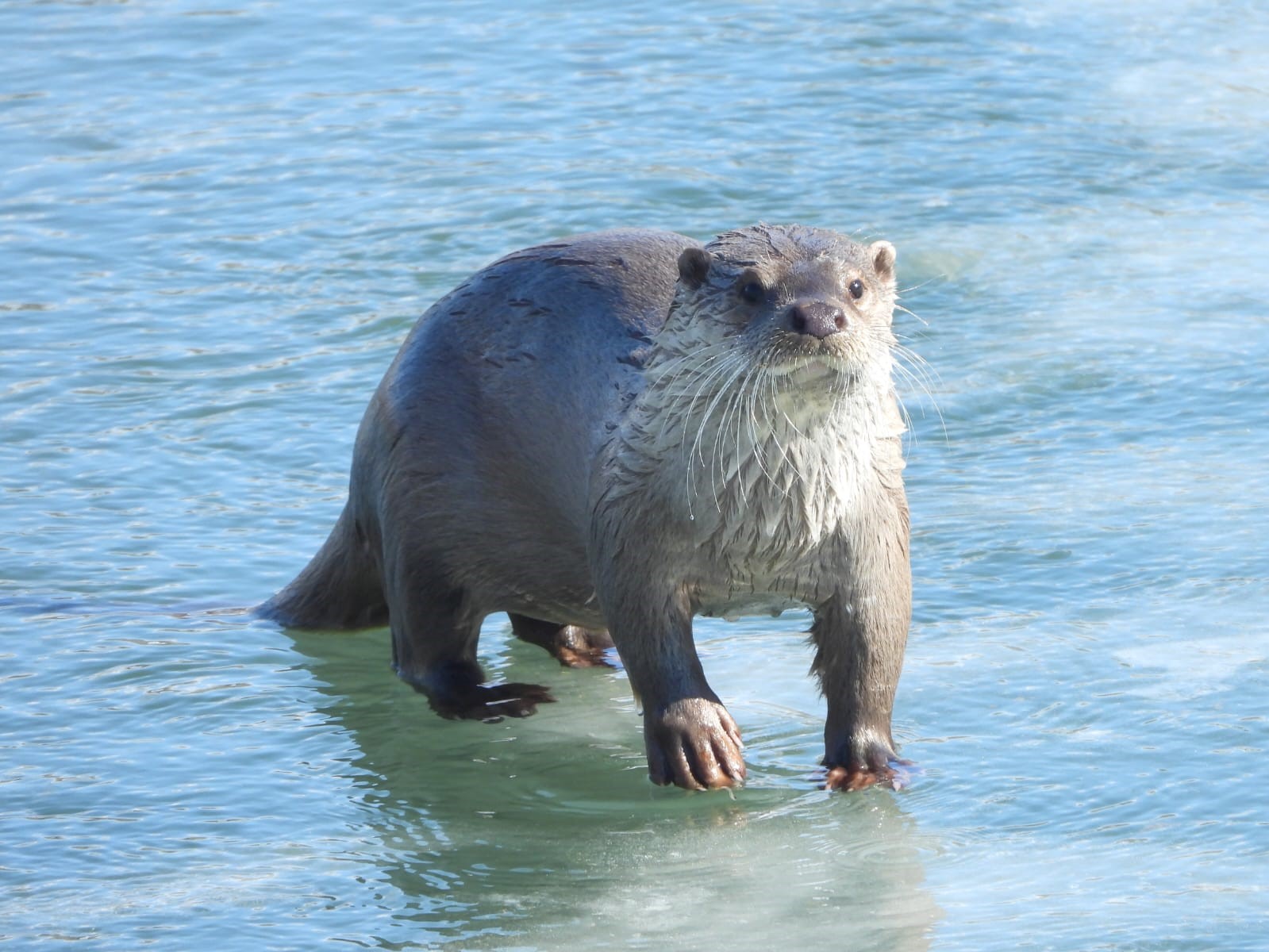 Su Samuru &Ccedil;oruh&rsquo;ta avlanırken g&ouml;r&uuml;nt&uuml;lendi
