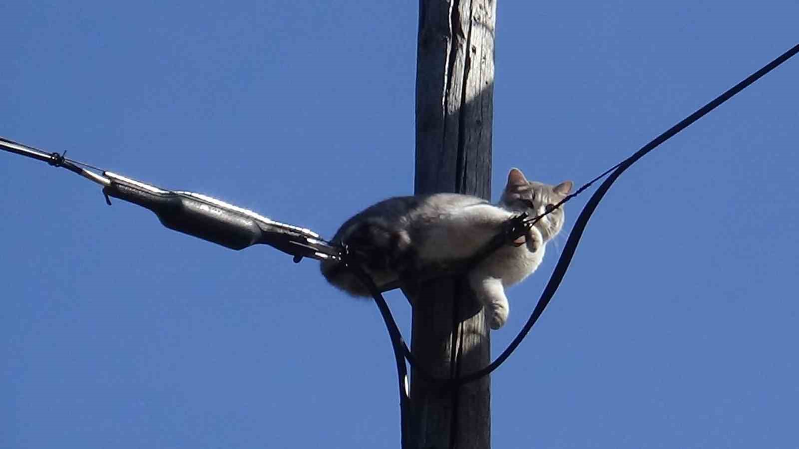 İki gündür aç susuz direkte mahsur kalan kedi kurtarıldı
