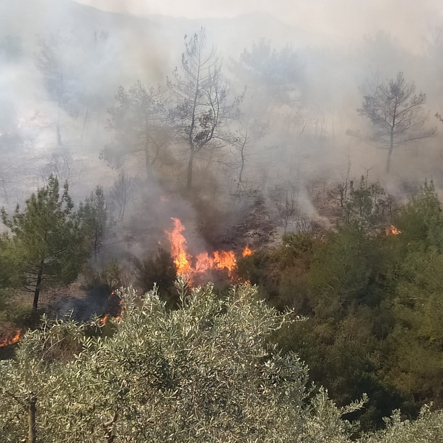 Osmaniye’de ormanlık alanda korkutan yangın
