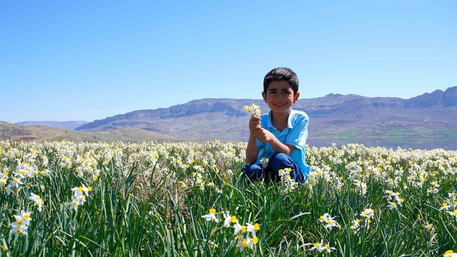 Gerger’de yabani nergisler ilgi odağı oldu