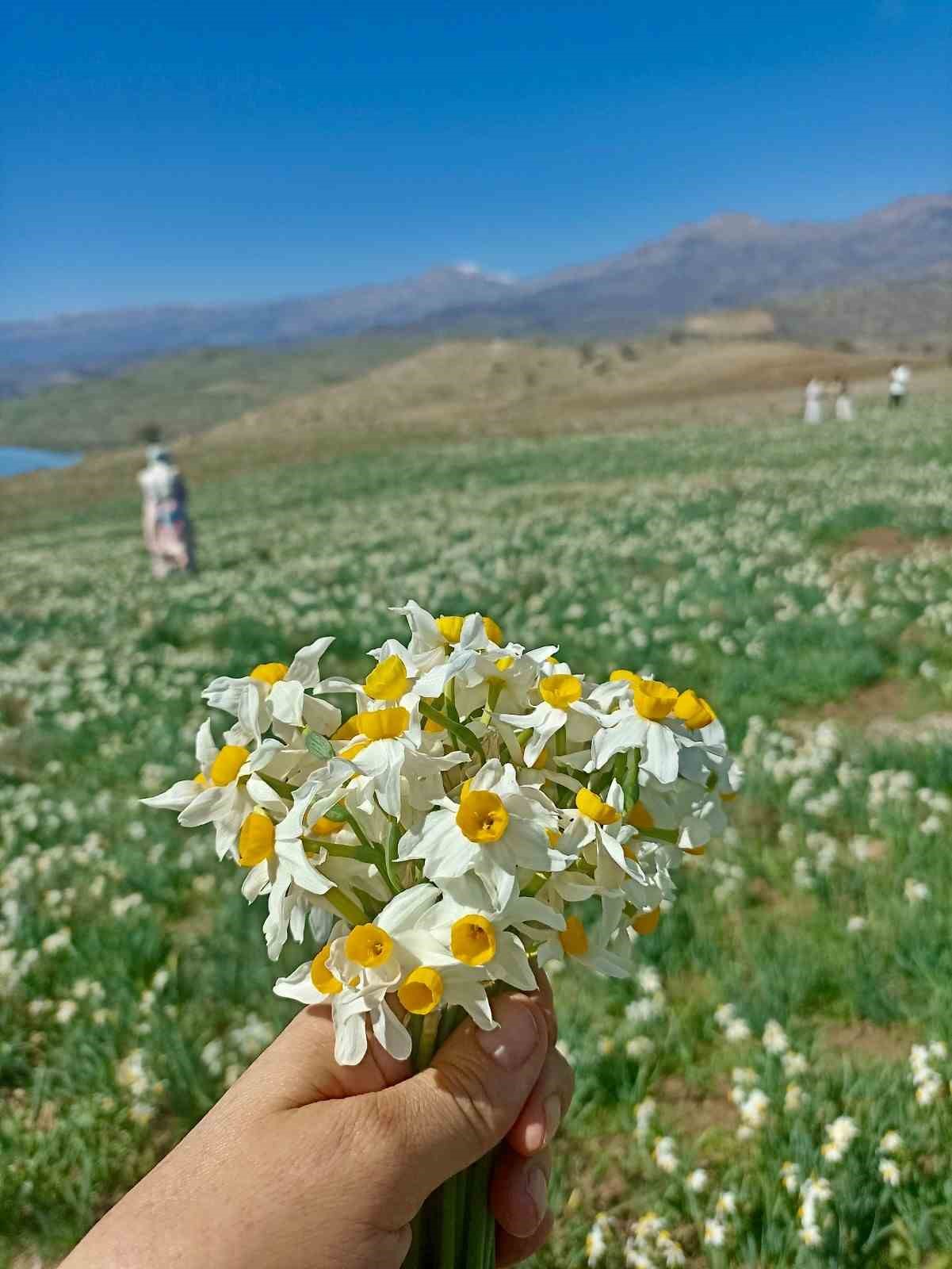 Gerger’de yabani nergisler ilgi odağı oldu
